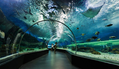 Dubai Aquarium and Underwater Zoo Tickets Offers