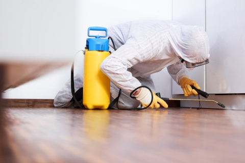 How to Find Best Pest Control Experts in Your Area