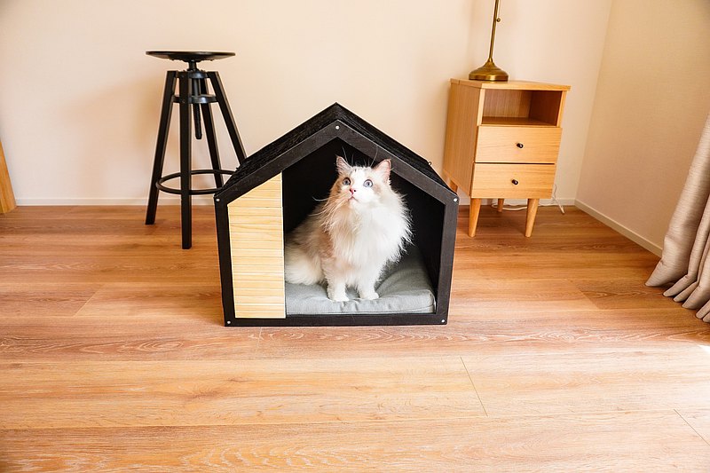 How Luxury Apartments are Opening Doors to Pets